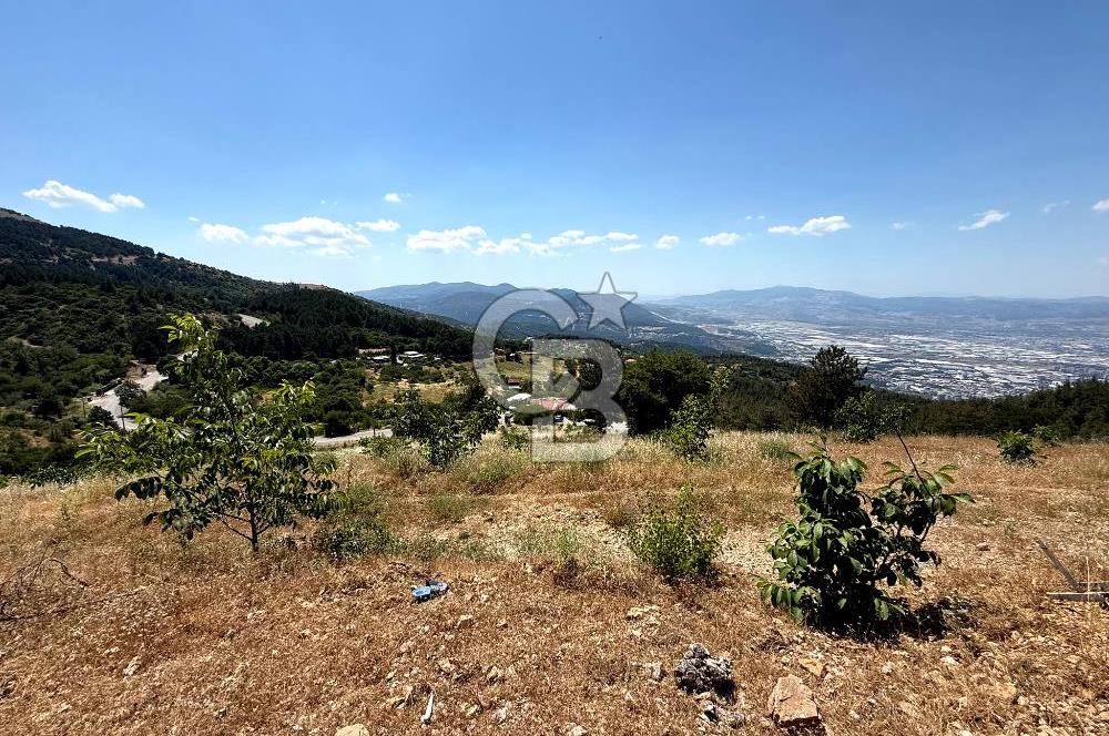 MANİSA YUNUSEMRE TURGUTALP MAHALLESİNDE SATILIK MEYVE BAHÇESİ