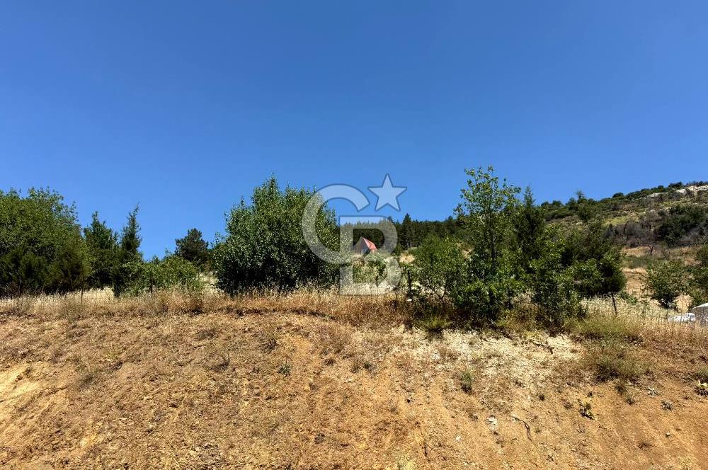 MANİSA YUNUSEMRE TURGUTALP MAHALLESİNDE SATILIK MEYVE BAHÇESİ
