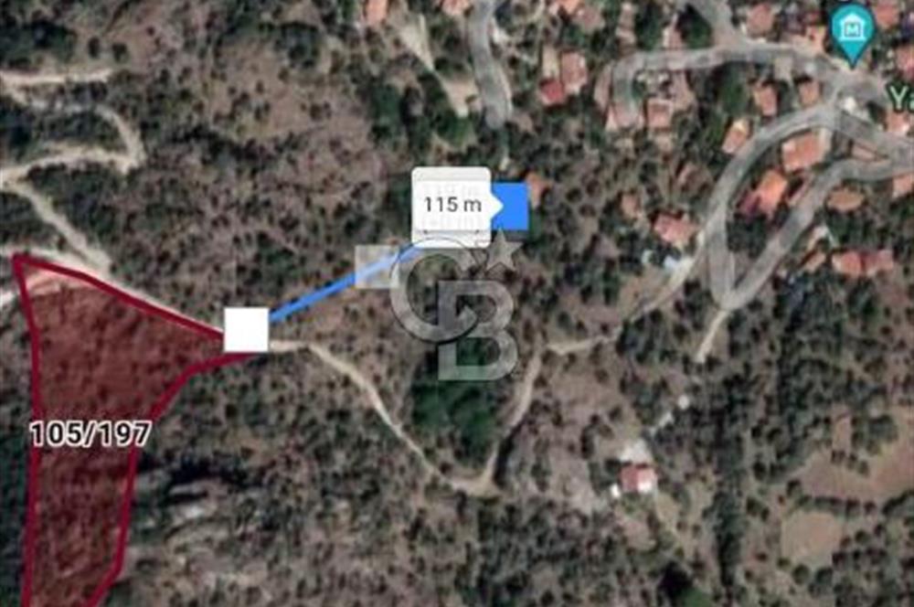 Söke Güzeltepe'de 6.793 m² Satılık Verimli Yatırımlık Zeytinlik