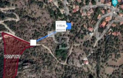 Söke Güzeltepe'de 6.793 m² Satılık Verimli Yatırımlık Zeytinlik
