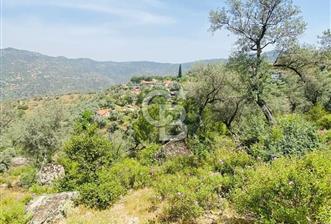Söke Güzeltepe'de 6.793 m² Satılık Verimli Yatırımlık Zeytinlik - 5 - 359560