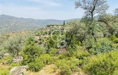 Söke Güzeltepe'de 6.793 m² Satılık Verimli Yatırımlık Zeytinlik