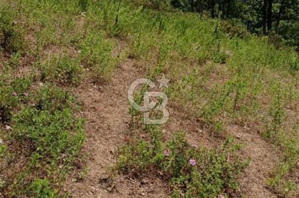Söke Güzeltepe'de 6.793 m² Satılık Verimli Yatırımlık Zeytinlik