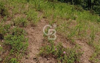 Söke Güzeltepe'de 6.793 m² Satılık Verimli Yatırımlık Zeytinlik