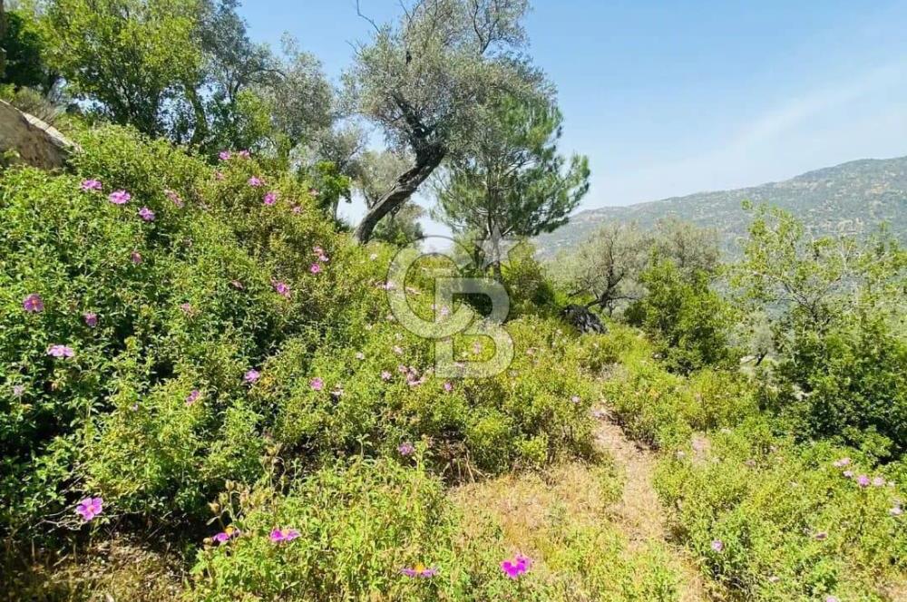Söke Güzeltepe'de 6.793 m² Satılık Verimli Yatırımlık Zeytinlik