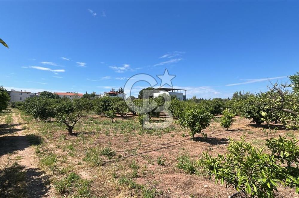 Seferihisar Bengilerde 5.836 m² Tarla