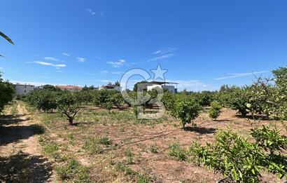 Seferihisar Bengilerde 5.836 m² Tarla