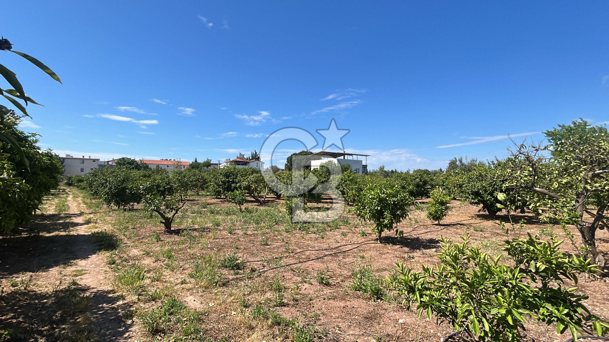 Seferihisar Bengilerde 5.836 m² Tarla
