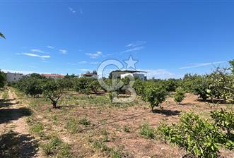 Seferihisar Bengilerde 5.836 m² Tarla - 1 - 359572