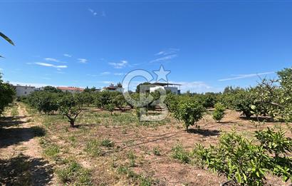 Seferihisar Bengilerde 5.836 m² Tarla