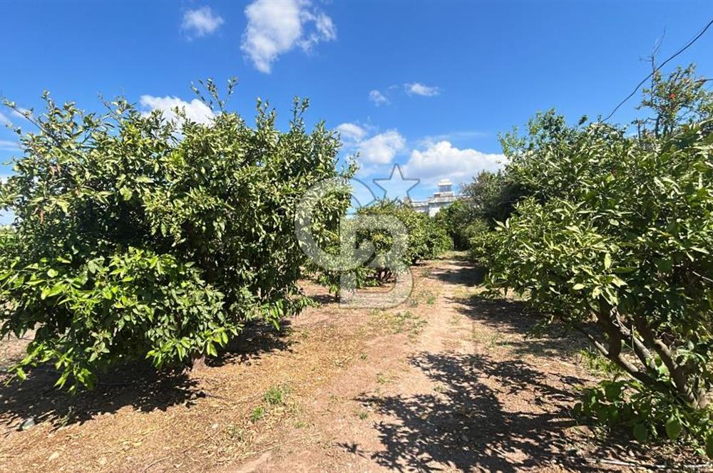 Seferihisar Bengilerde 5.836 m² Tarla