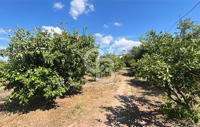 Seferihisar Bengilerde 5.836 m² Tarla