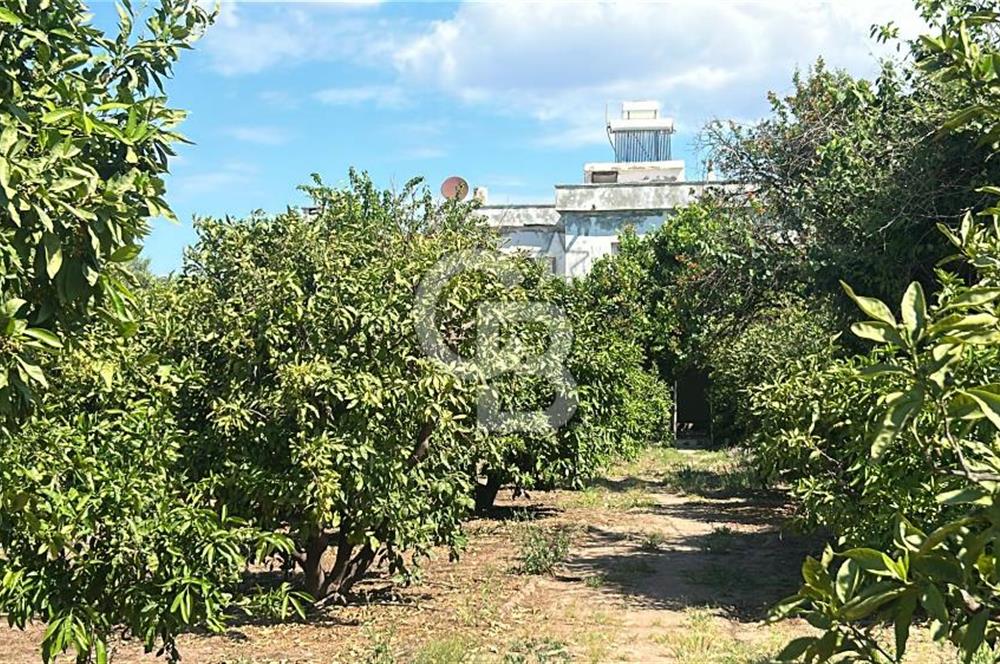 Seferihisar Bengilerde 5.836 m² Tarla