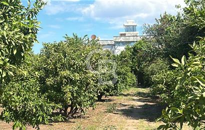 Seferihisar Bengilerde 5.836 m² Tarla