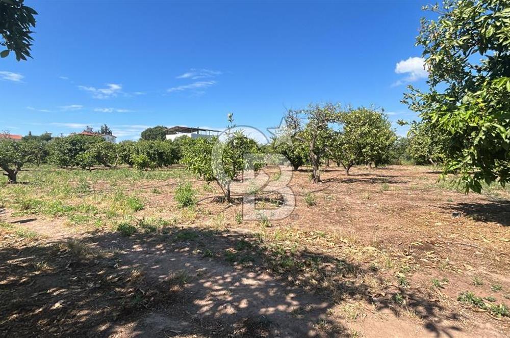 Seferihisar Bengilerde 5.836 m² Tarla