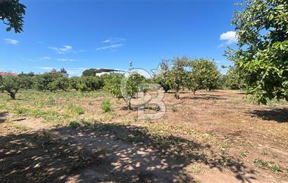 Seferihisar Bengilerde 5.836 m² Tarla