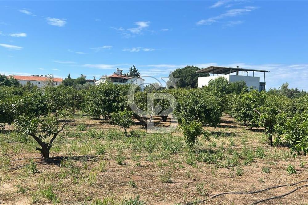 Seferihisar Bengilerde 5.836 m² Tarla