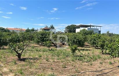 Seferihisar Bengilerde 5.836 m² Tarla