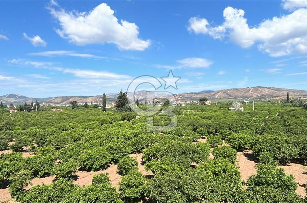 Seferihisar Bengilerde 5.836 m² Tarla