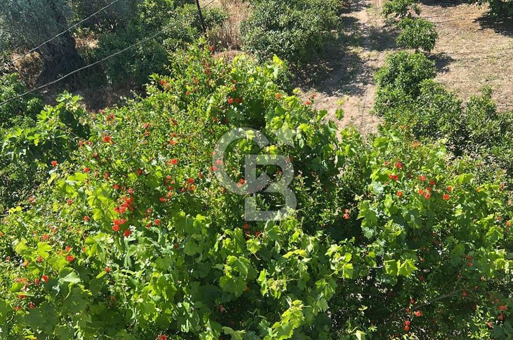 Seferihisar Bengilerde 5.836 m² Tarla