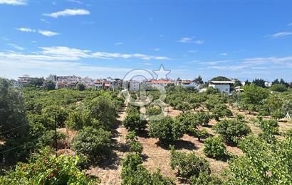 Seferihisar Bengilerde 5.836 m² Tarla