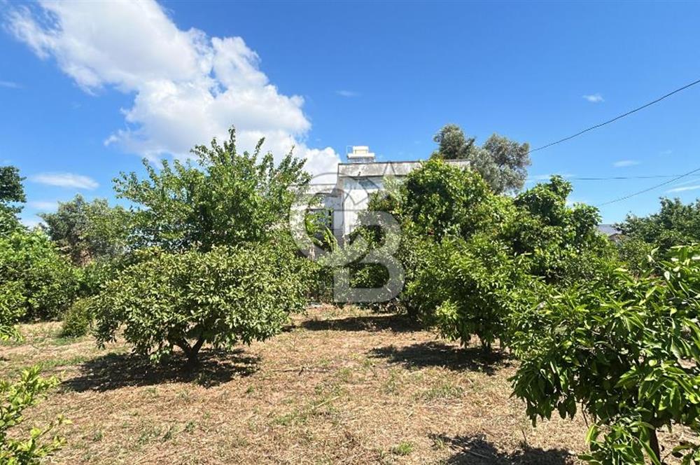 Seferihisar Bengilerde 5.836 m² Tarla