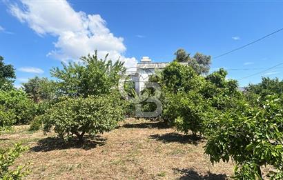 Seferihisar Bengilerde 5.836 m² Tarla