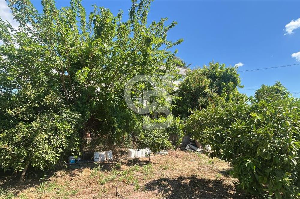 Seferihisar Bengilerde 5.836 m² Tarla