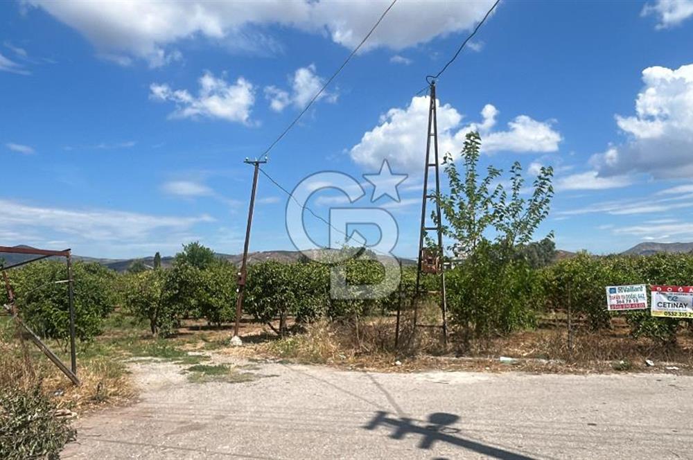 Seferihisar Bengilerde 5.836 m² Tarla