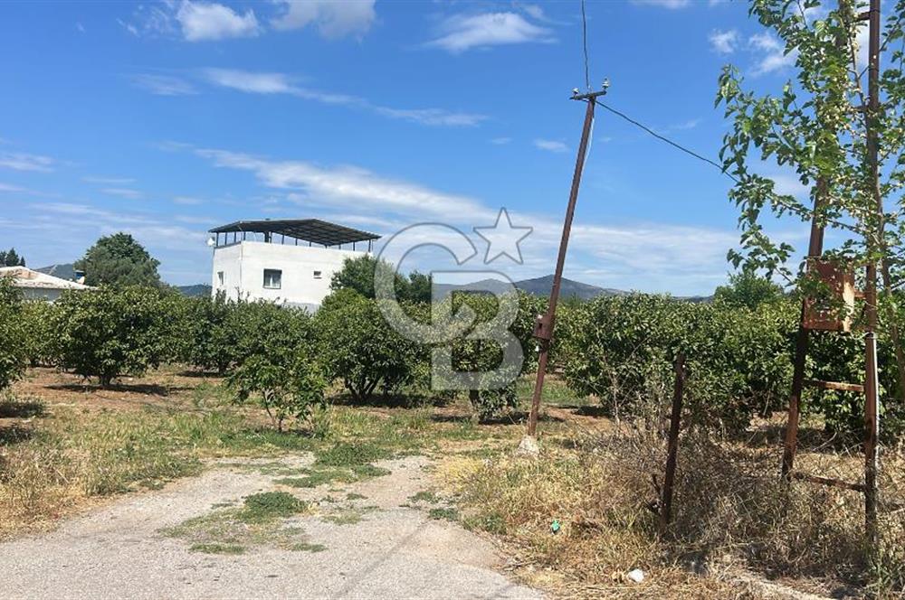 Seferihisar Bengilerde 5.836 m² Tarla