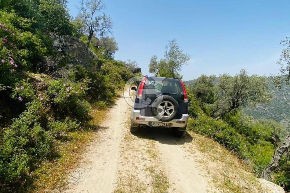 Söke Güzeltepe'de 6.793 m² Satılık Verimli Yatırımlık Zeytinlik