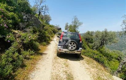 Söke Güzeltepe'de 6.793 m² Satılık Verimli Yatırımlık Zeytinlik