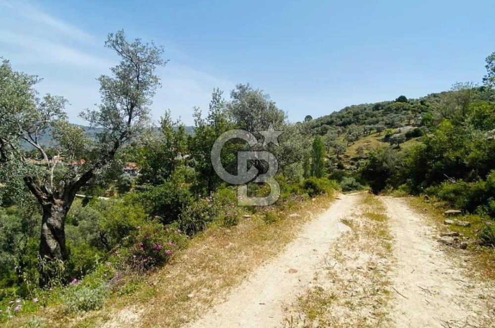Söke Güzeltepe'de 6.793 m² Satılık Verimli Yatırımlık Zeytinlik