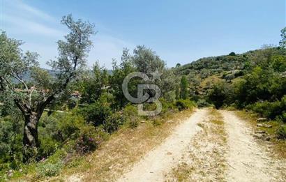 Söke Güzeltepe'de 6.793 m² Satılık Verimli Yatırımlık Zeytinlik