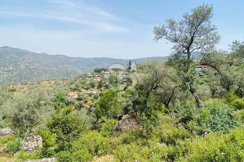 Söke Güzeltepe'de 6.793 m² Satılık Verimli Yatırımlık Zeytinlik