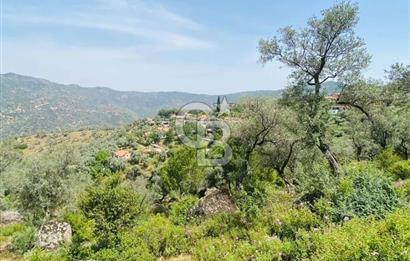 Söke Güzeltepe'de 6.793 m² Satılık Verimli Yatırımlık Zeytinlik