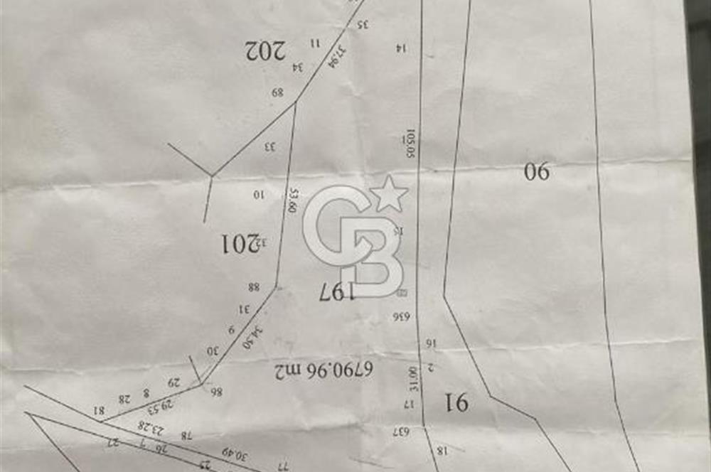 Söke Güzeltepe'de 6.793 m² Satılık Verimli Yatırımlık Zeytinlik