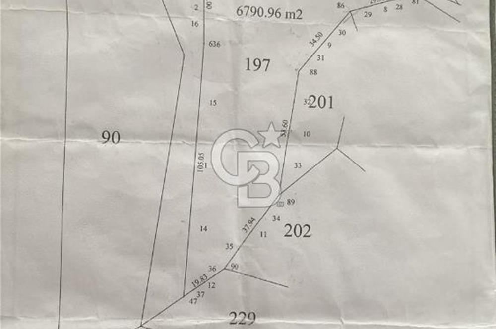 Söke Güzeltepe'de 6.793 m² Satılık Verimli Yatırımlık Zeytinlik