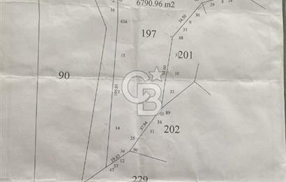 Söke Güzeltepe'de 6.793 m² Satılık Verimli Yatırımlık Zeytinlik