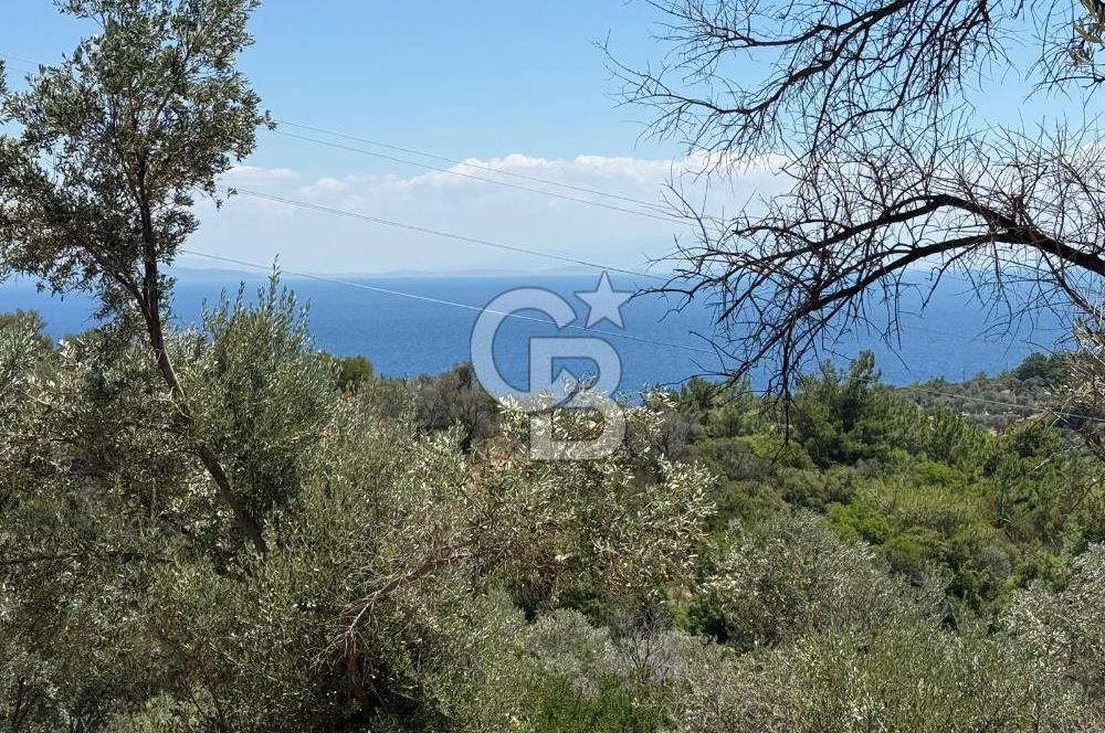 KARABURUN BOYABAĞI KOYU YAKINI DENİZ MANZARALI SATILIK ZEYTİNLİK