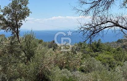 KARABURUN BOYABAĞI KOYU YAKINI DENİZ MANZARALI SATILIK ZEYTİNLİK
