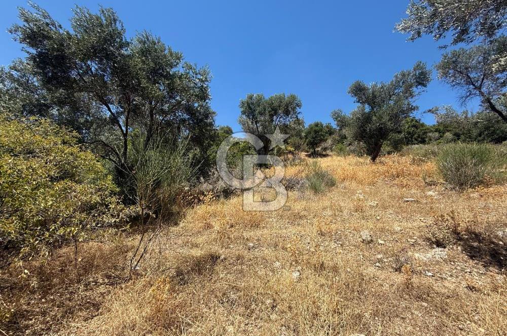 KARABURUN BOYABAĞI KOYU YAKINI DENİZ MANZARALI SATILIK ZEYTİNLİK