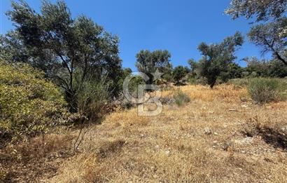 KARABURUN BOYABAĞI KOYU YAKINI DENİZ MANZARALI SATILIK ZEYTİNLİK