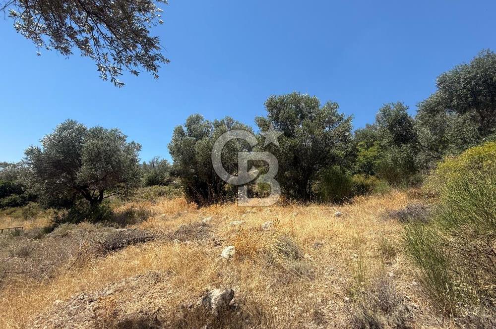 KARABURUN BOYABAĞI KOYU YAKINI DENİZ MANZARALI SATILIK ZEYTİNLİK