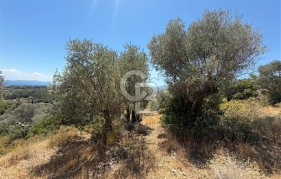KARABURUN BOYABAĞI KOYU YAKINI DENİZ MANZARALI SATILIK ZEYTİNLİK