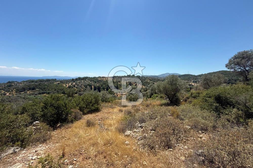 KARABURUN BOYABAĞI KOYU YAKINI DENİZ MANZARALI SATILIK ZEYTİNLİK