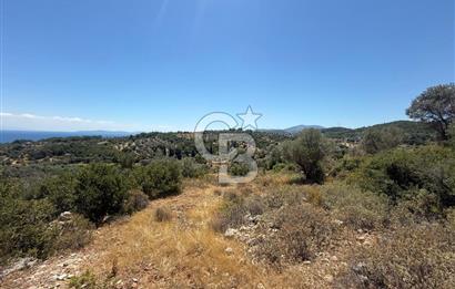 KARABURUN BOYABAĞI KOYU YAKINI DENİZ MANZARALI SATILIK ZEYTİNLİK