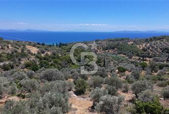 KARABURUN BOYABAĞI KOYU YAKINI DENİZ MANZARALI SATILIK ZEYTİNLİK - 6 - 359653