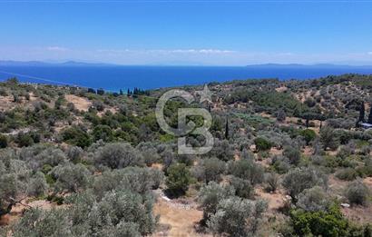 KARABURUN BOYABAĞI KOYU YAKINI DENİZ MANZARALI SATILIK ZEYTİNLİK