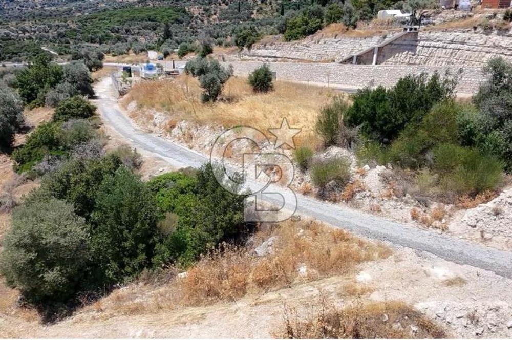 KARABURUN BOYABAĞI KOYU YAKINI DENİZ MANZARALI SATILIK ZEYTİNLİK